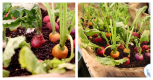 Farm-to-table appetizer featuring vegetables from Gibbet Hill Farm at Hyla Brook Estate in Derry, New Hampshire.